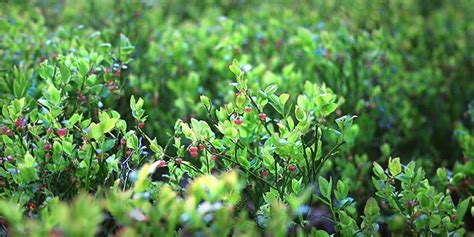 srhnb meaning|Shrub .